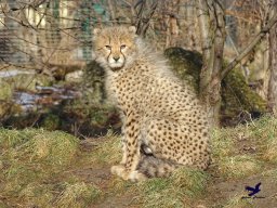 Tiergarten Schönbrunn am 27.01.2026